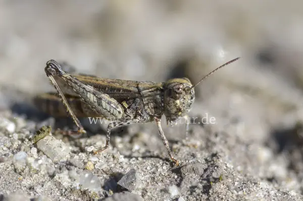 Fokus-Natur Bild