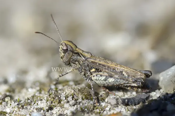 Fokus-Natur Bild