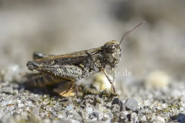 Fokus-Natur Bild