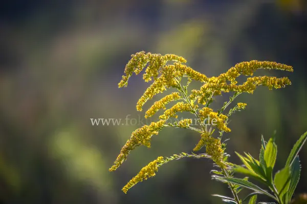 Fokus-Natur Bild
