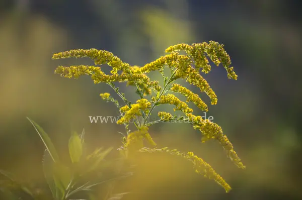 Fokus-Natur Bild