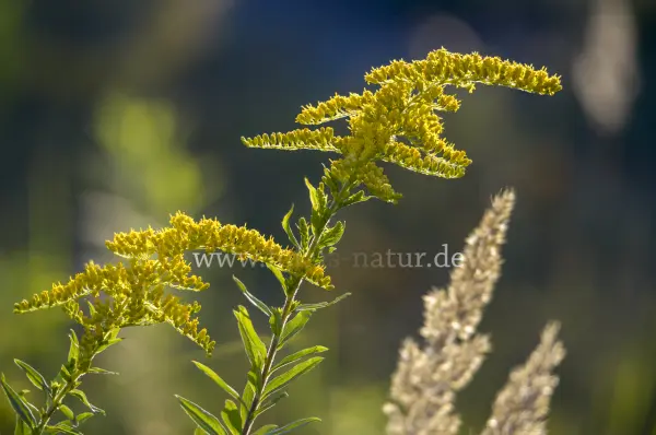 Fokus-Natur Bild