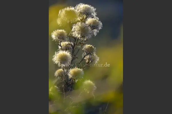 Fokus-Natur Bild
