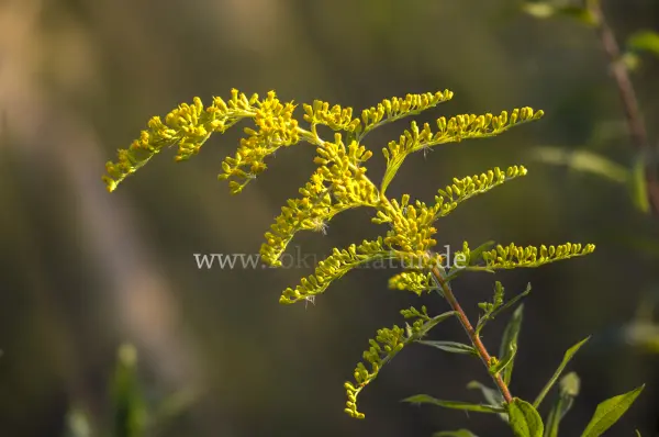 Fokus-Natur Bild