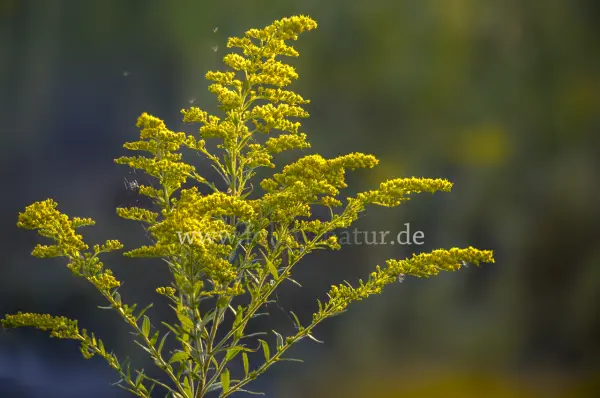 Fokus-Natur Bild