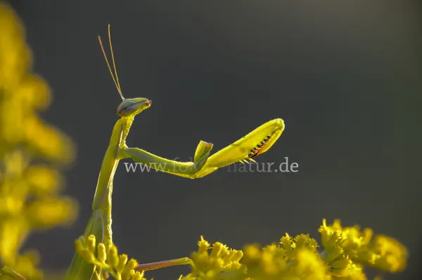 Fokus-Natur Bild
