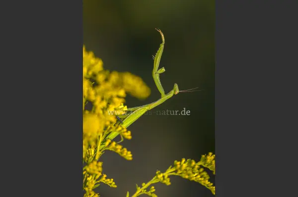 Fokus-Natur Bild