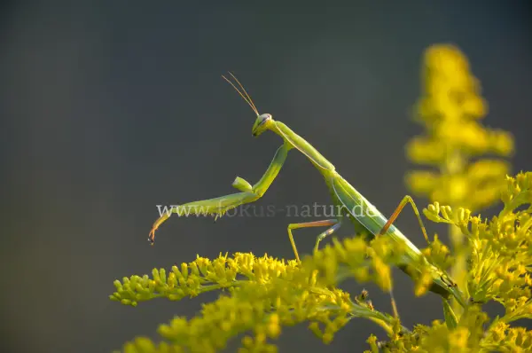Fokus-Natur Bild