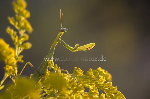 Fokus-Natur Bild