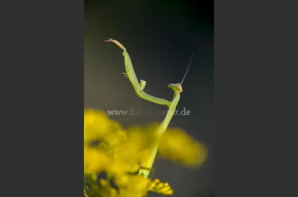 Fokus-Natur Bild