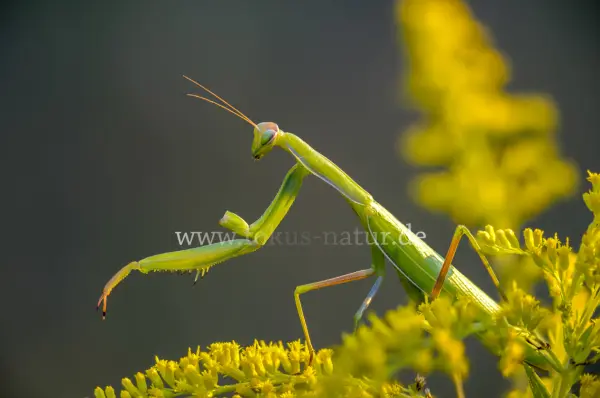 Fokus-Natur Bild