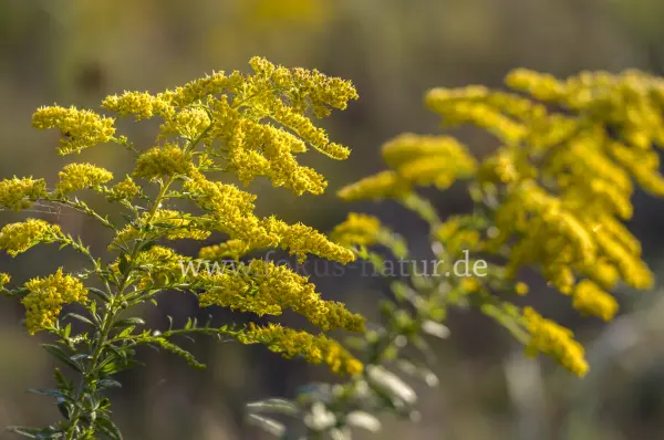 Fokus-Natur Bild