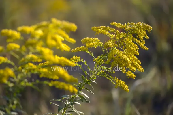 Fokus-Natur Bild