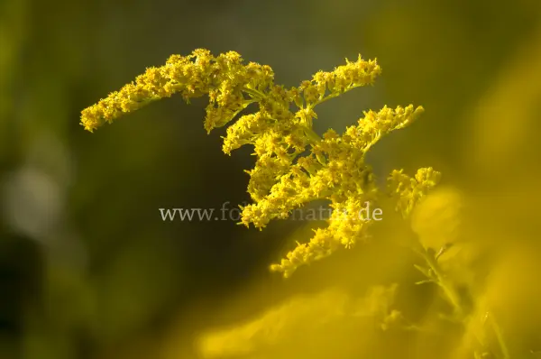 Fokus-Natur Bild