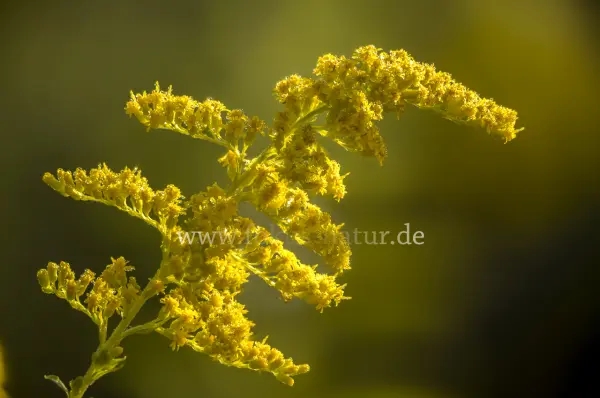 Fokus-Natur Bild