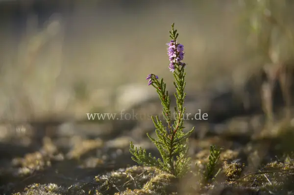 Fokus-Natur Bild