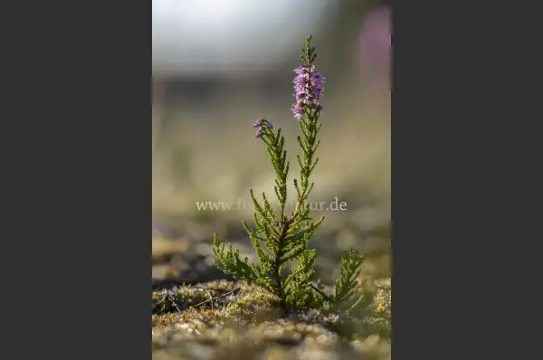 Fokus-Natur Bild
