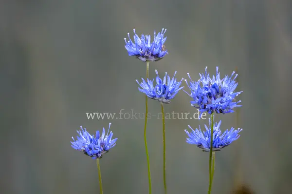 Fokus-Natur Bild