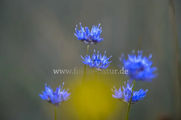 Fokus-Natur Bild