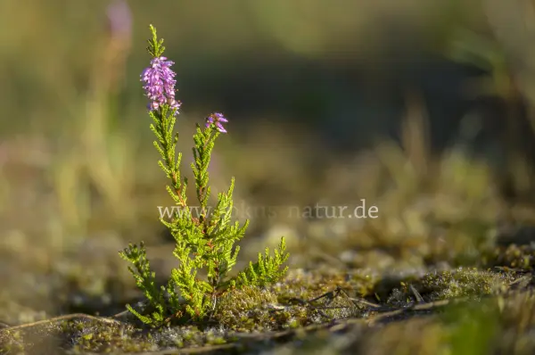 Fokus-Natur Bild