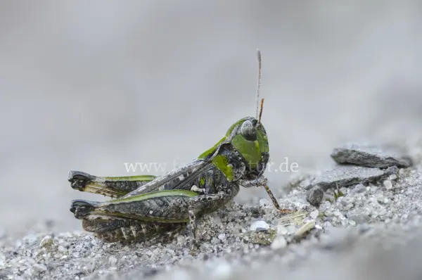 Fokus-Natur Bild