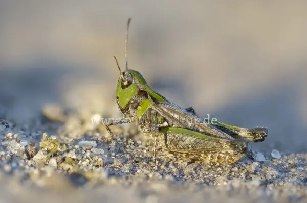 Fokus-Natur Bild