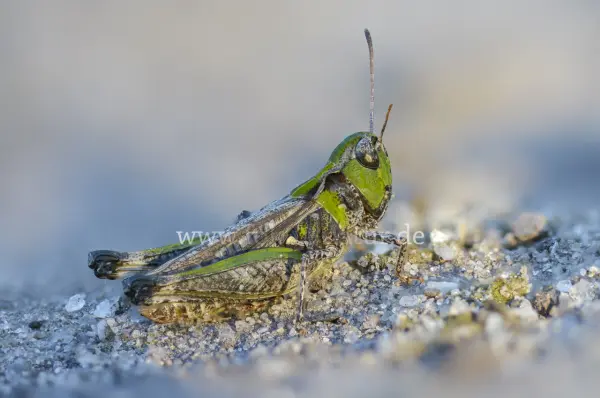 Fokus-Natur Bild