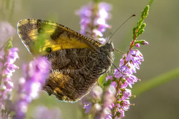 Fokus-Natur Bild