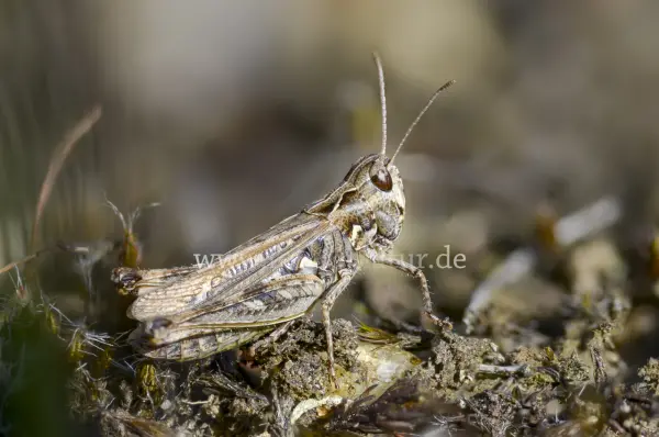 Fokus-Natur Bild
