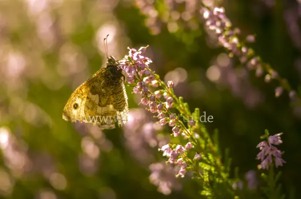 Fokus-Natur Bild