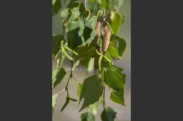Fokus-Natur Bild