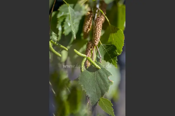 Fokus-Natur Bild
