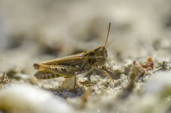 Fokus-Natur Bild