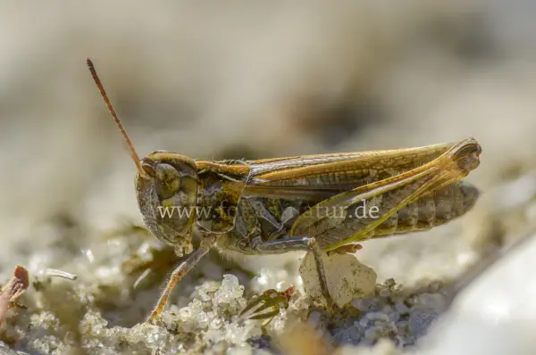 Fokus-Natur Bild