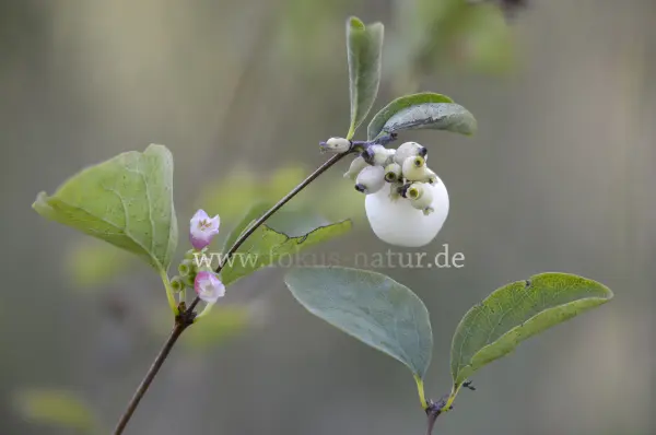 Fokus-Natur Bild