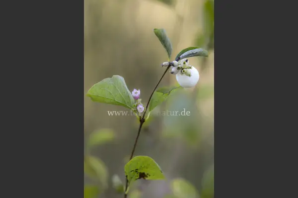 Fokus-Natur Bild