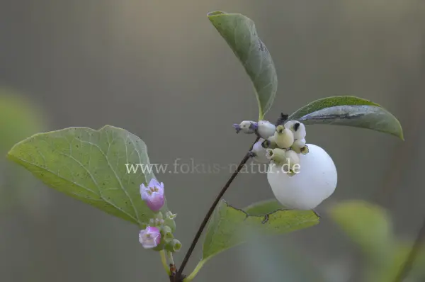 Fokus-Natur Bild