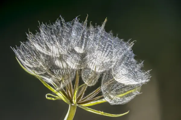 Fokus-Natur Bild