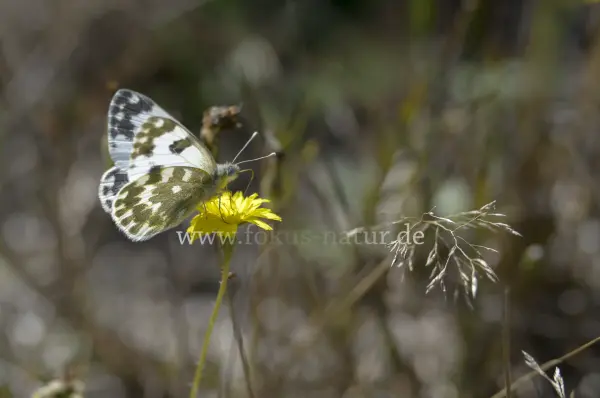 Fokus-Natur Bild
