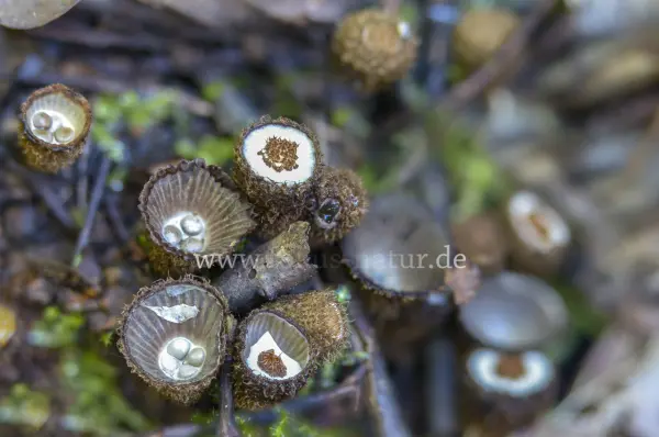 Fokus-Natur Bild