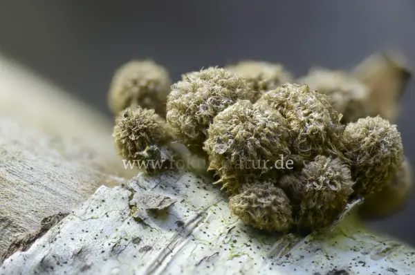 Fokus-Natur Bild