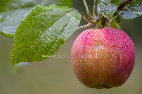 Fokus-Natur Bild
