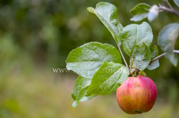 Fokus-Natur Bild