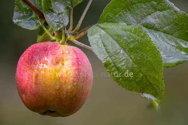 Fokus-Natur Bild