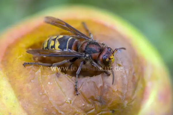 Fokus-Natur Bild