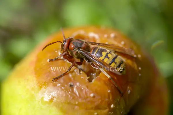 Fokus-Natur Bild