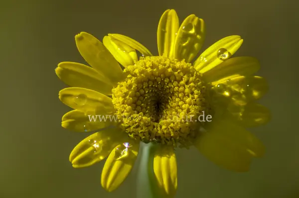Fokus-Natur Bild