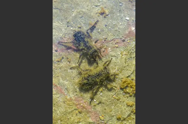 Fokus-Natur Bild