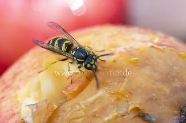 Fokus-Natur Bild