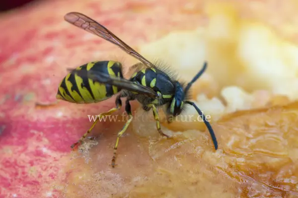 Fokus-Natur Bild